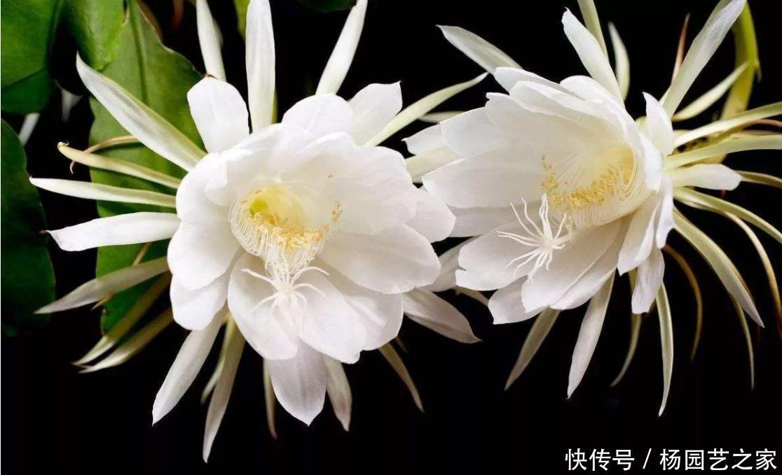 新叶|昙花一直不开花?冬季做好“1多1少”,春季新叶多,夏季开不停