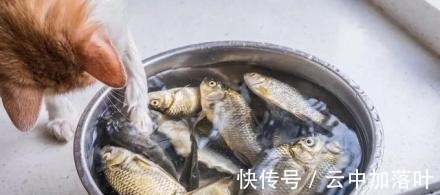 刺鲫鱼是怎么做学会不担心鱼刺卡喉咙，爱吃鱼的宝宝有福了！