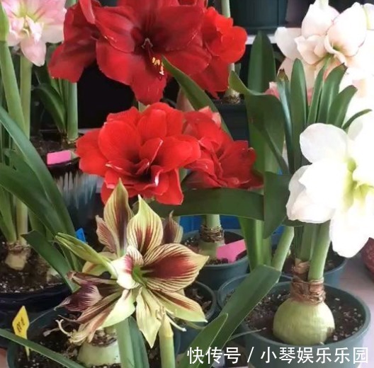 朱顶红开完花不能剪,施点肥水,一年爆出好多球!