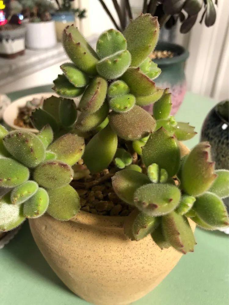 陪伴过我的都是心头肉!多肉陪我一路向前!