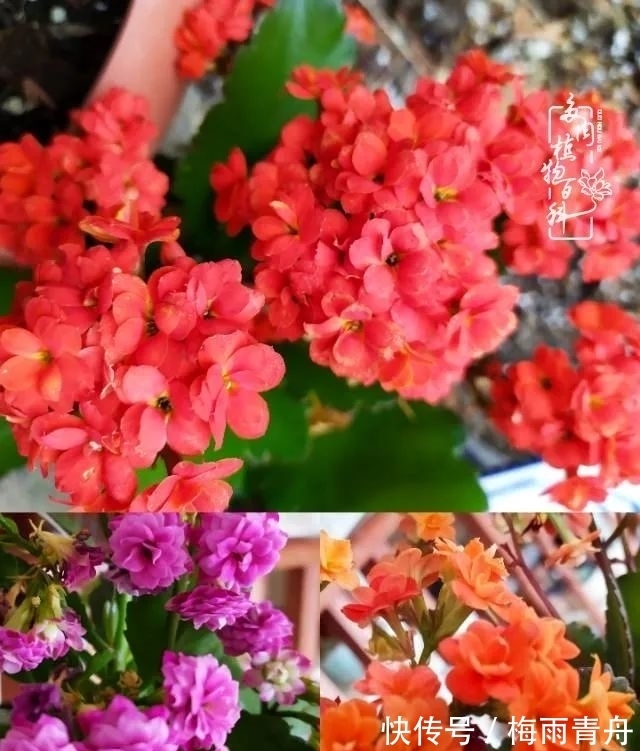 爱上多肉：何须浅碧轻红，自是花中一流！