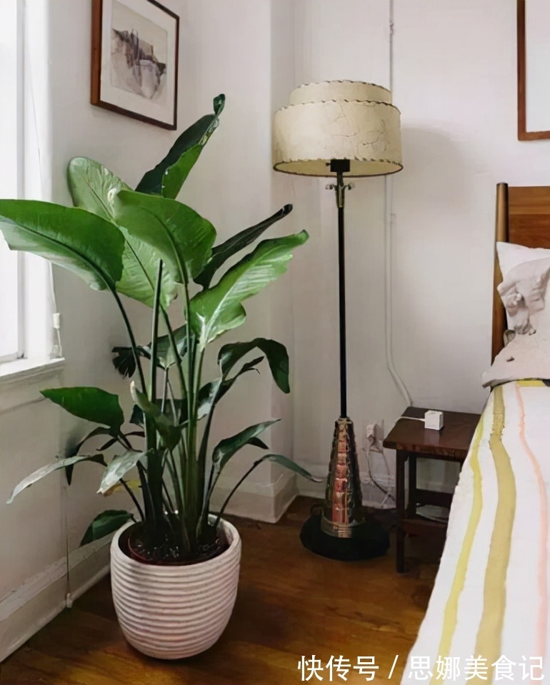 奶奶对我说卧室别养5类花，仔细想想，不是迷信，而是真的有道理