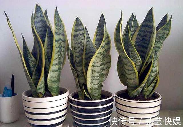 你知道虎皮兰还能开花吗只需做“3点”，开花简单，清香飘满屋