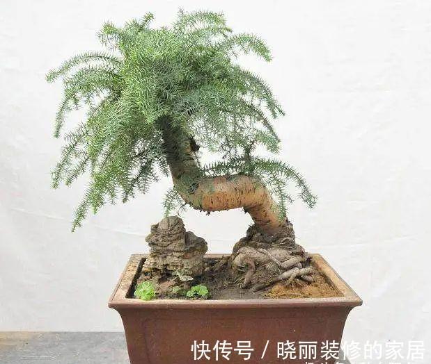 台友们|从获取小苗开始,培育一盆异叶南洋杉盆景!