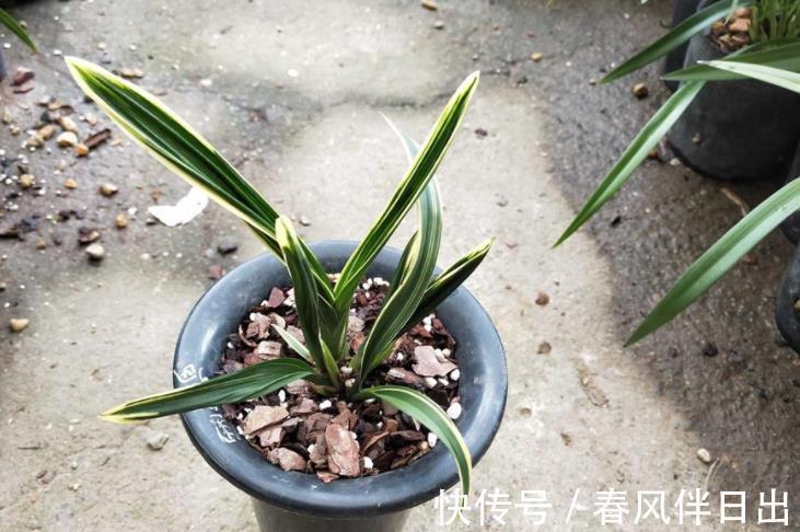 兰花|墨兰红神荷，一款品相独特的兰花，盆栽花大色艳，拍照十分美