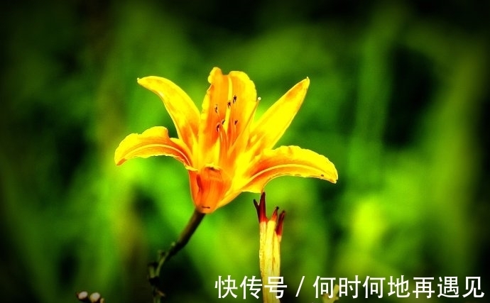 在中国古老广袤的大地上绽放了几千年的中国母亲花——萱草花