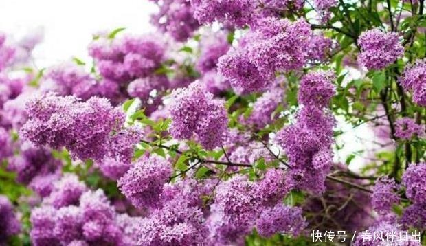 紫丁香|这“3种树”可了不起,比花要美,比5号香水要好闻,养1盆赚大了