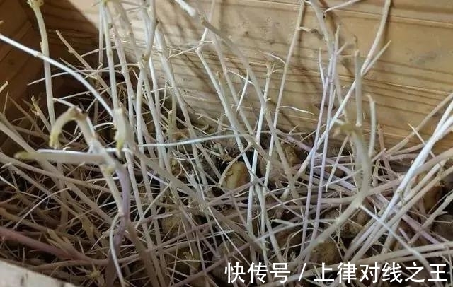 土豆|土豆发芽有多恐怖!26张照片告诉你,它才是这个星球最神奇生物