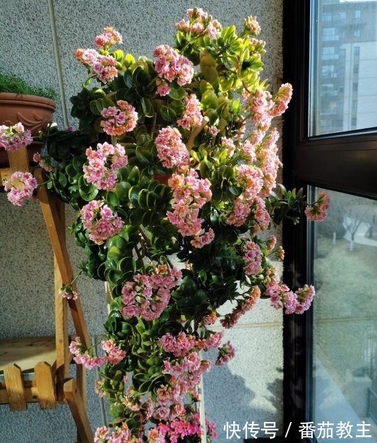 谁说老桩长寿开花少，看看花友家的巨无霸，三年长成半米花树