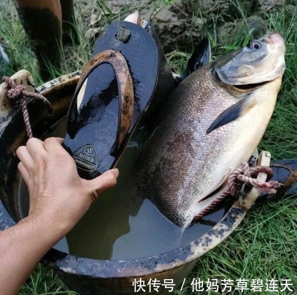  水口|珠江入水口，洪水冲来大量“食人鲳”，牙齿尖锐，三五斤一条