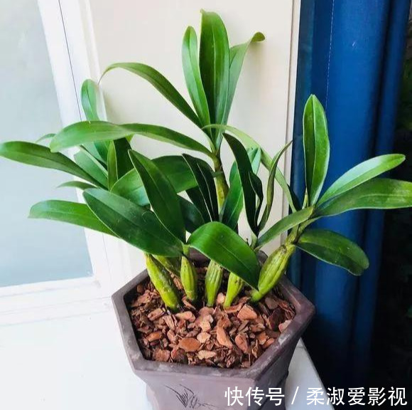 石斛|门前石头上长了一丛草,朋友出1000元来买,开起花来真漂亮!