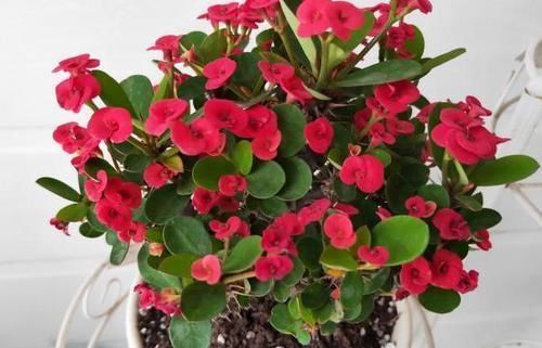 寿命|此种花卉寿命忒长,养护多注意5点,每一株都能活上30多年