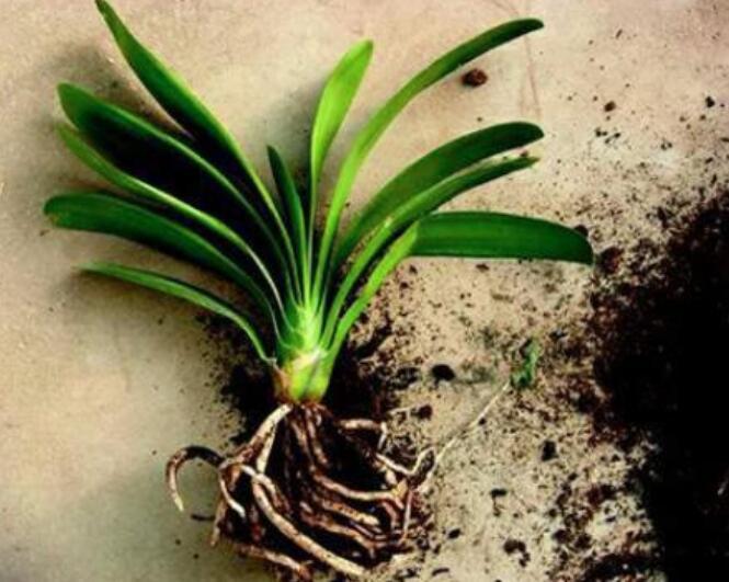 君子兰根烂了能救活吗教你3个挽救小妙招,君子兰“起死回生”