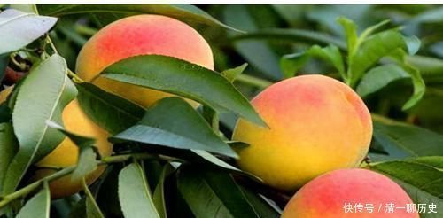 大肚腩|女性常吃此食物,排毒燃脂,补肝明目,大肚腩不见了,试试看