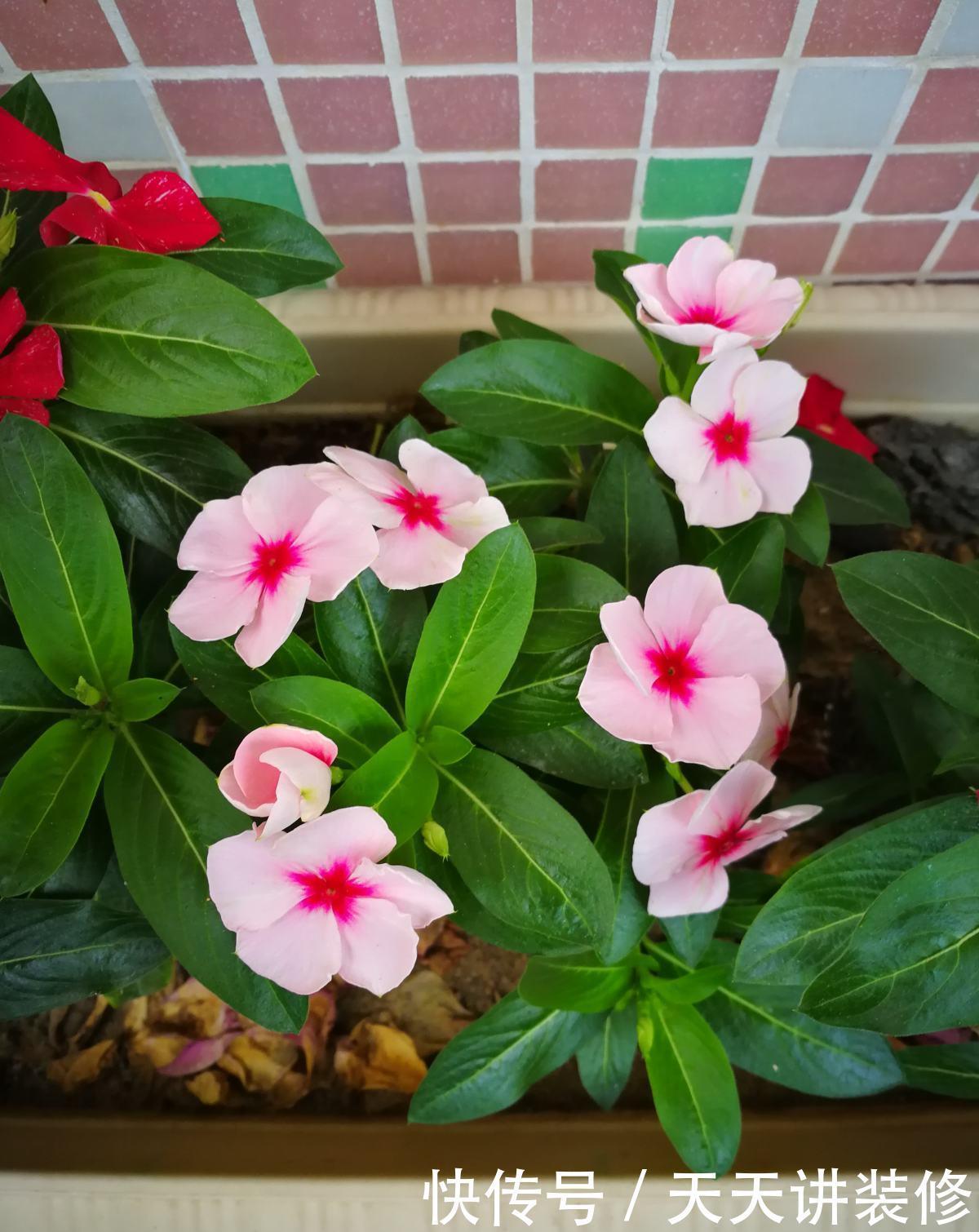 仙客来|家庭常见花卉养护要点,看完你就都会了(下)