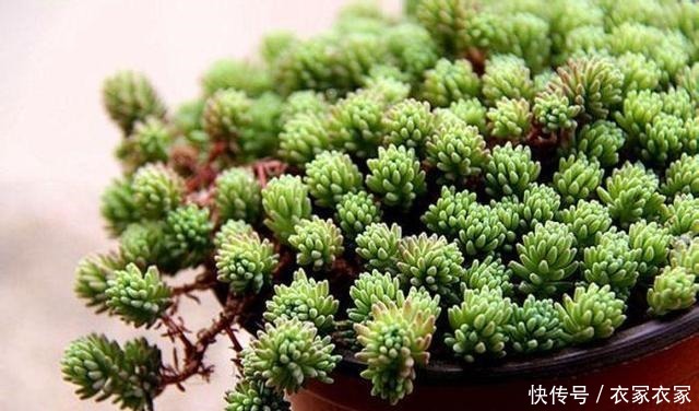 这几种多肉不适合盆栽,地栽才能更肥美艳丽,很多人都不知道!