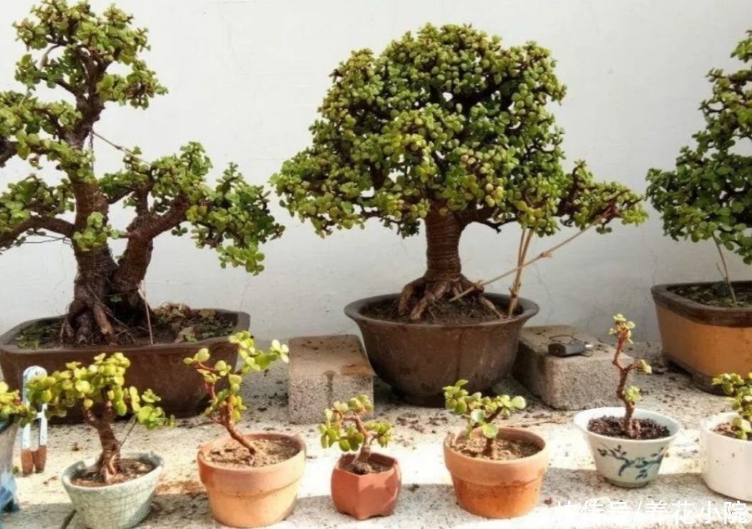 养金枝玉叶,枝条舍不得修剪,株型散乱,长得慢