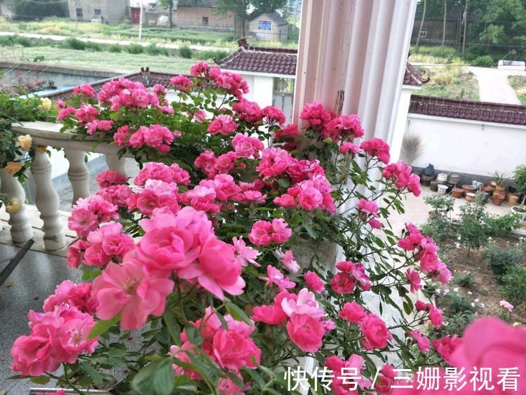 喜欢菊花,不如养盆“珍稀名菊”安吉拉,似仙女下凡,美极了