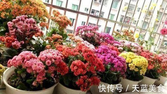 龟背竹|人养花，花也养人，这5种花，越养家里越干净，聪明人都喜欢