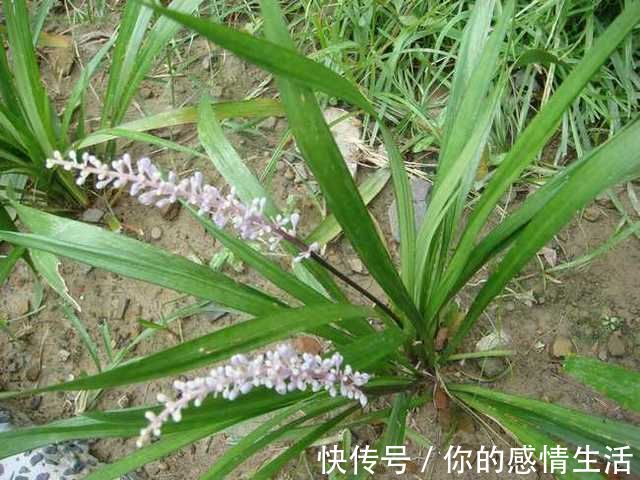 沿阶草苷|被誉为'不老药',果实像珍珠,浑身上下都是宝,你认识吗?