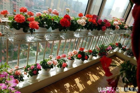 为了养花 她花了3年时间 把家改造成了一个漂亮大花房 太惊艳 粉紫色 为了养花 她花了3年时间 把家改造成了一个漂亮大花房 太惊艳 粉紫色