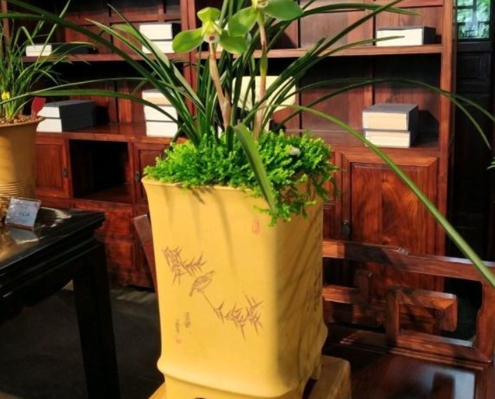 养兰花，不妨试试2种“料”，盆里放一点，叶绿、根壮、花爆盆