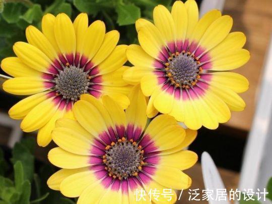 香豌豆|8月21日-9月5日，庭院选这几款花，花色美丽，芳香惹人爱