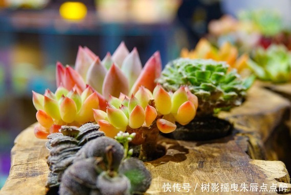 多肉 有什么肉 你知道吗 粉紫色 多肉 有什么肉 你知道吗 粉紫色