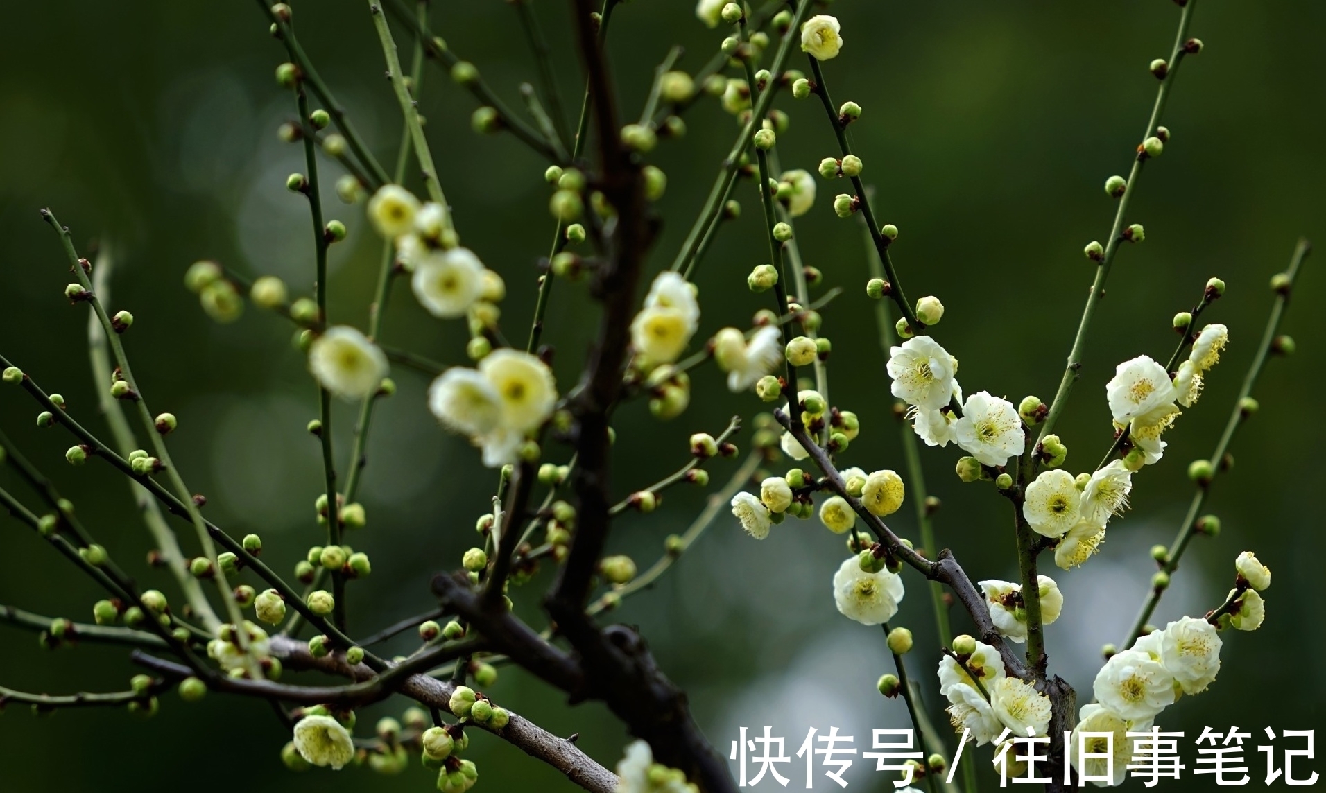 钗头凤!原创对联·二十副丨樵歌隐约飘田径,莲女翩跹舞舸头