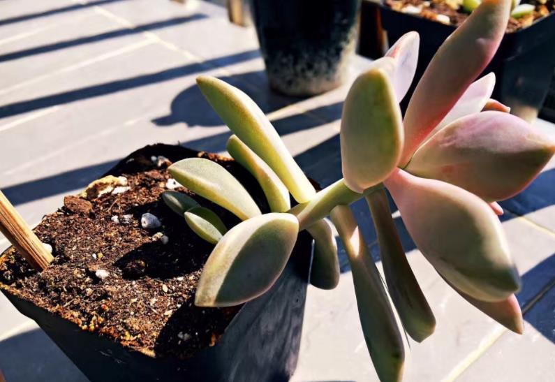长势|多肉徒长摊大饼?教你这样操作,肉肉变美长势好