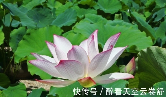 桃花朵朵|未来一个月,4属相机遇不断,桃花朵朵,喜事接二连三