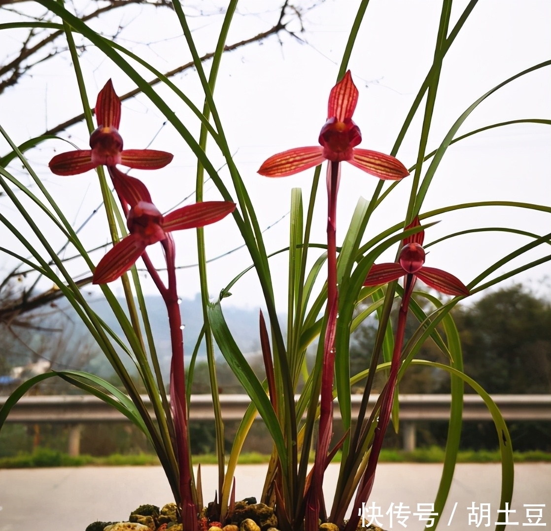 春兰顶级红素“醉红素”,一杆双花,姿态优美,新手照样能养好