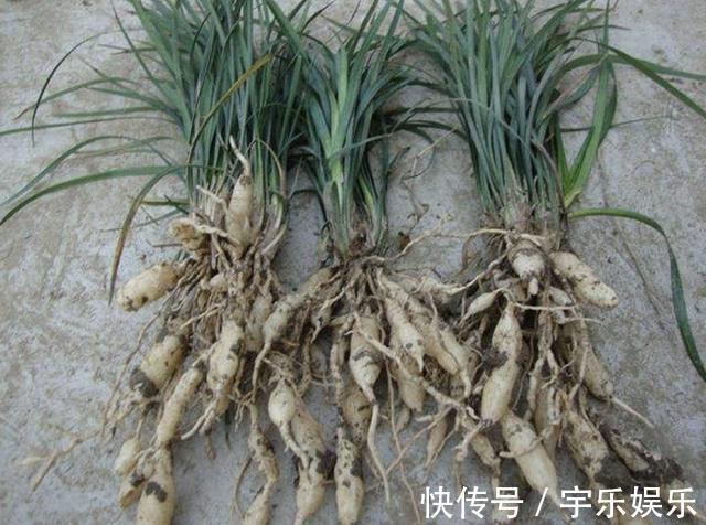 在路边,若是遇到1种“麦冬草”,请保护,比“岩黄连”珍贵!