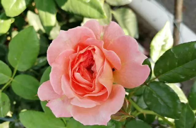 千万注意,南方不适合种藤本月季,选择夏日花火,才能开满花