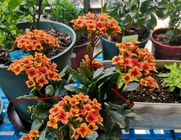 太阳花|4种花,喜欢“掐”掐得越多,就越不容易长出浓密的门户