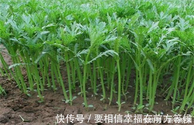 细叶茼蒿|天然“安眠药”被找到了!农村随处可见,三天两头吃一点,睡得香