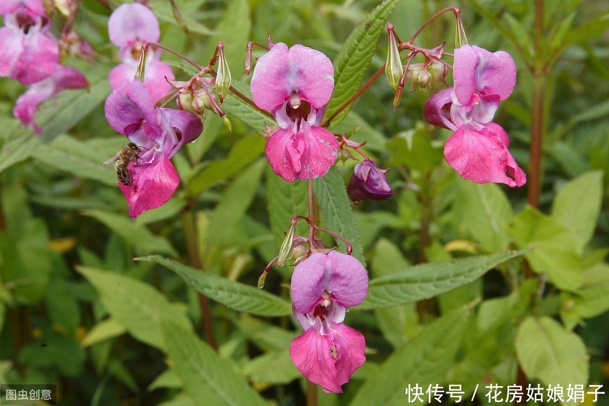 朋友的凤仙花美爆了,其实方法很简单,试着自己养一盆吧