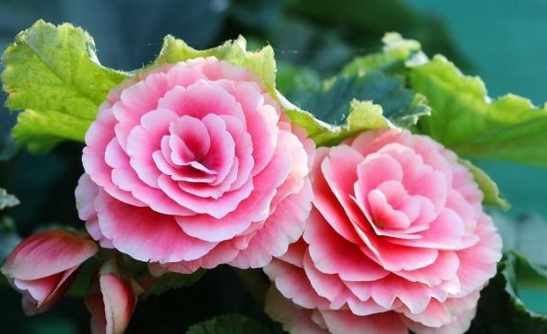 老花农养丽格海棠6年,总结“3妙招”,花开爆盆,一年开10个月