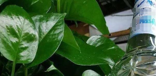 养花最厉害的营养液,原来是它,花用了叶片油亮猛长根