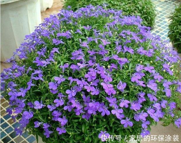 家里|5种花,堪称花界“劳模”,花期长,开花勤,养家里,四季有花赏
