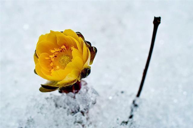 世界|世界上有一种花美如精灵，盛开在雪地里，雪一融化它就凋谢