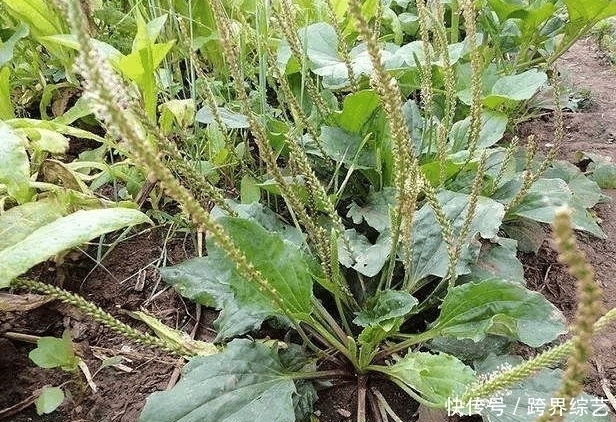 荠菜|农村这几种野菜味道鲜美可口,城里人想吃都买不到!