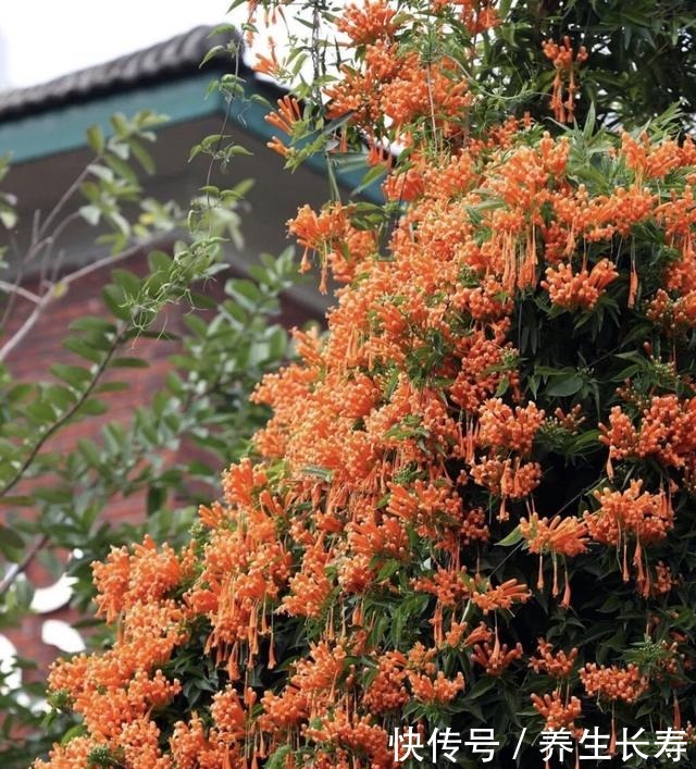 一种花,喜庆好养、易繁殖,开花鲜艳夺目,一次能开1000朵!