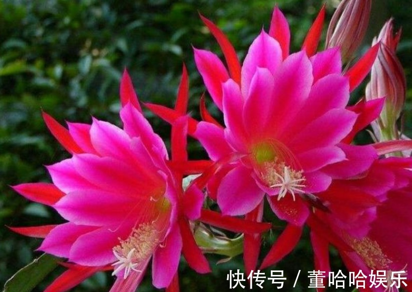 1种仙人掌,好养又漂亮,一次能开出100个花,比荷花还漂亮!