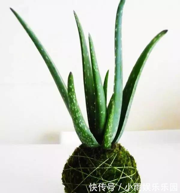 冬季养花大全,家里有这21种花的看过来