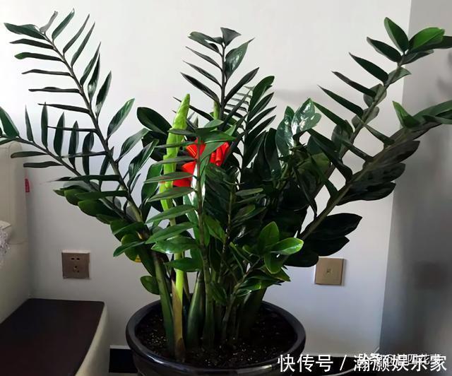 烂根|9种花,12月要“控水、断肥”,不注意烂根黄叶,活不到开春