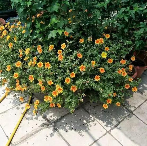 1个小窍门，普通的太阳花也能养成万元盆景老桩，邻居纷纷来学！