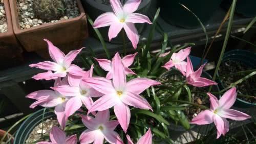 几种皮实又好养的草花,不怕晒不怕热,夏天也能开出小花园