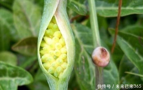 曼陀罗|6种常见“野草”,以往人们不在意,一听名字这也太美了,要养