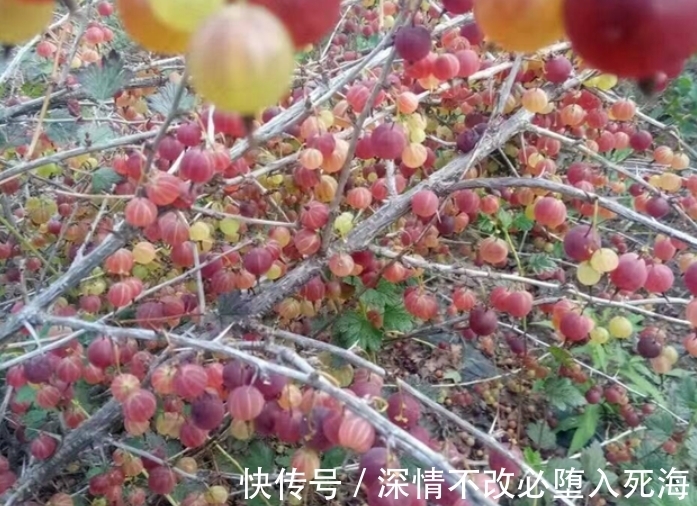 阳台上|这“虫不靠近”的天然野果，谁家还有，请此刻重视，因为益处大